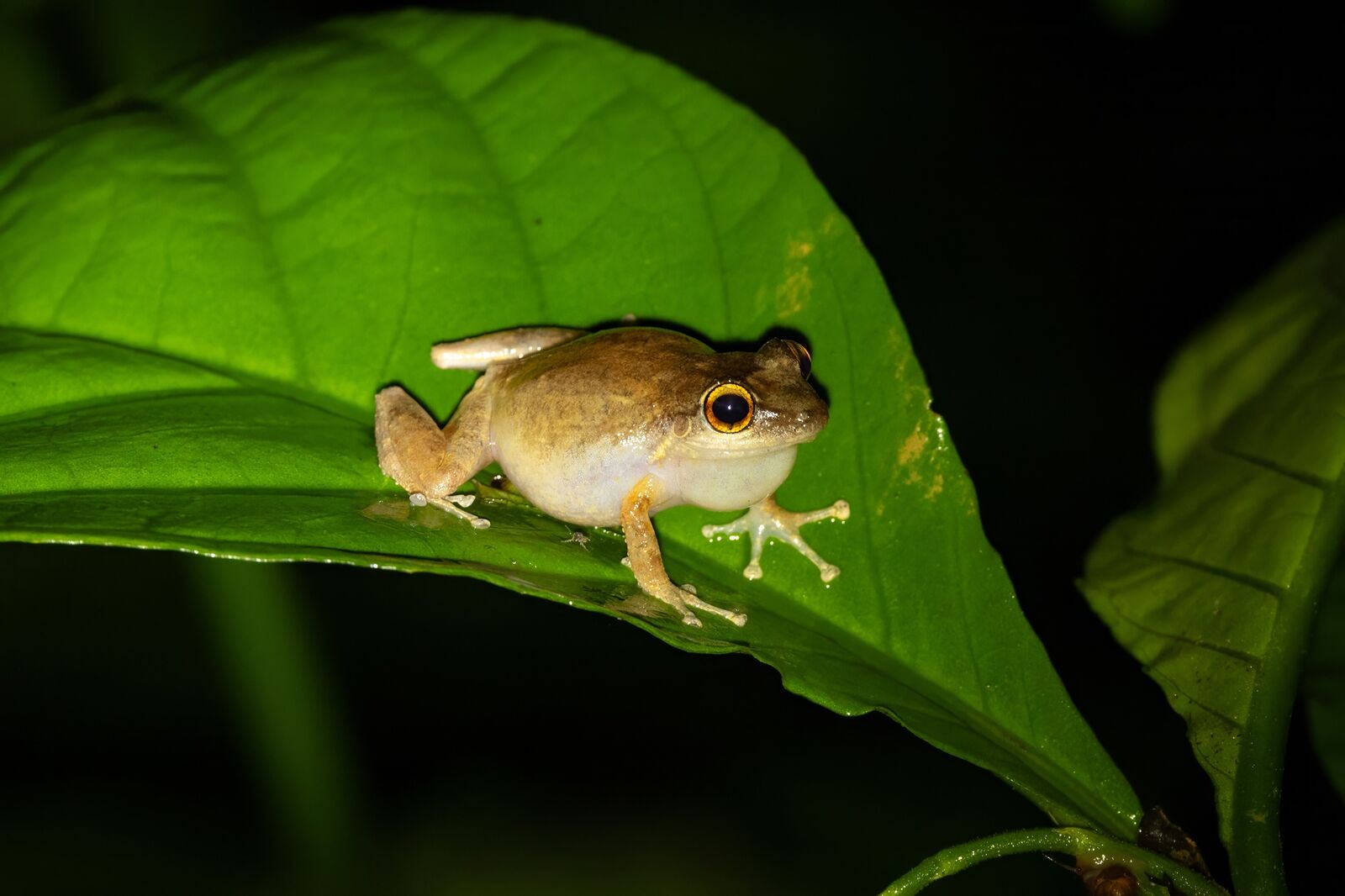 A small coquí frog resting on a leaf at night in El Yunque