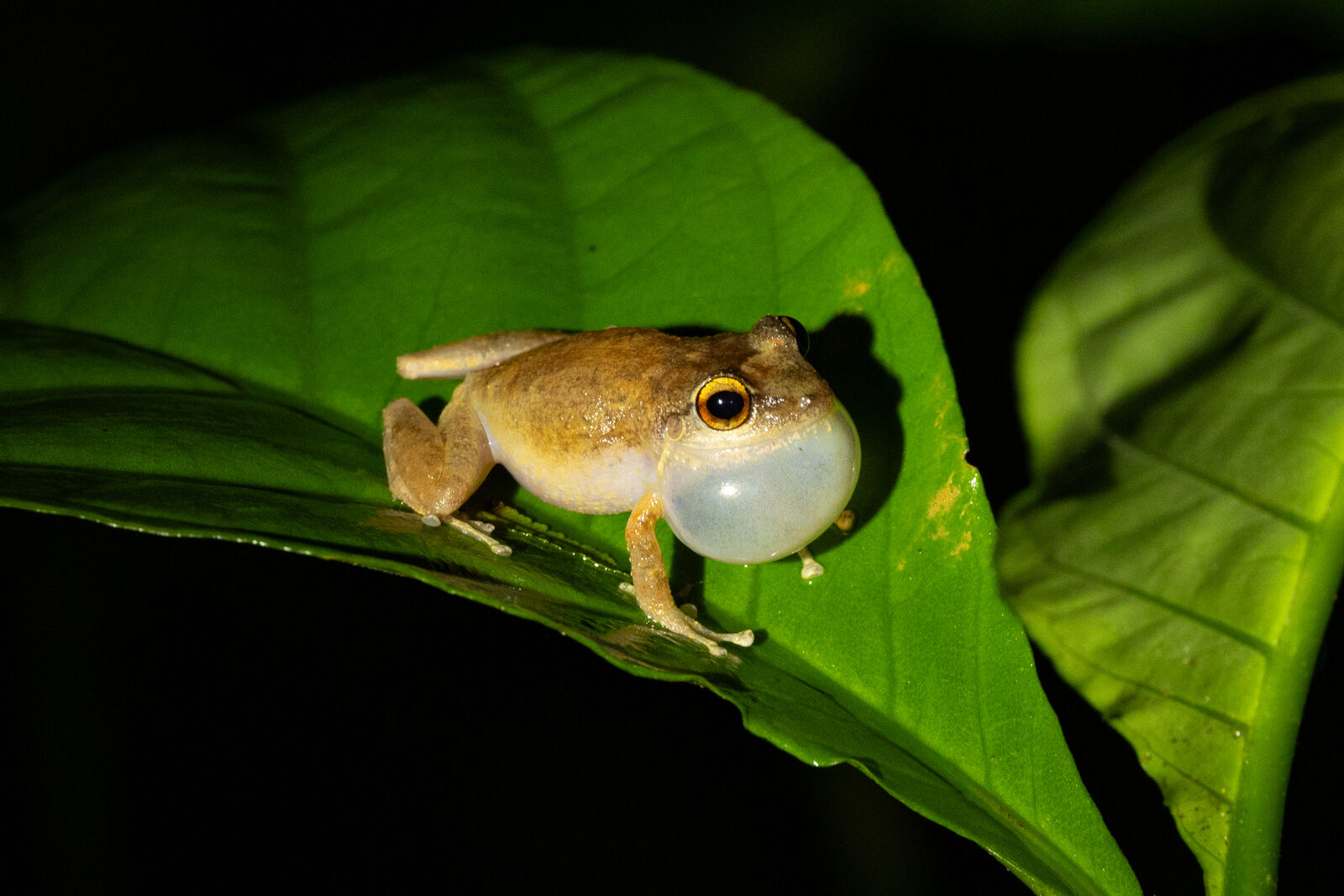 The same coquí calling, its vocal sac inflated